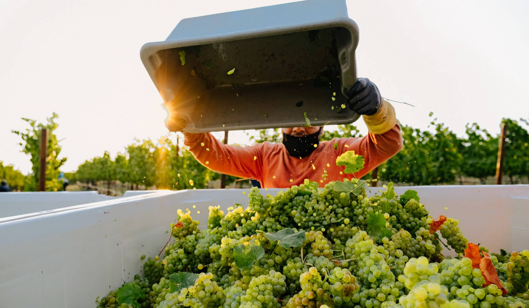 Man emptying grapes into container