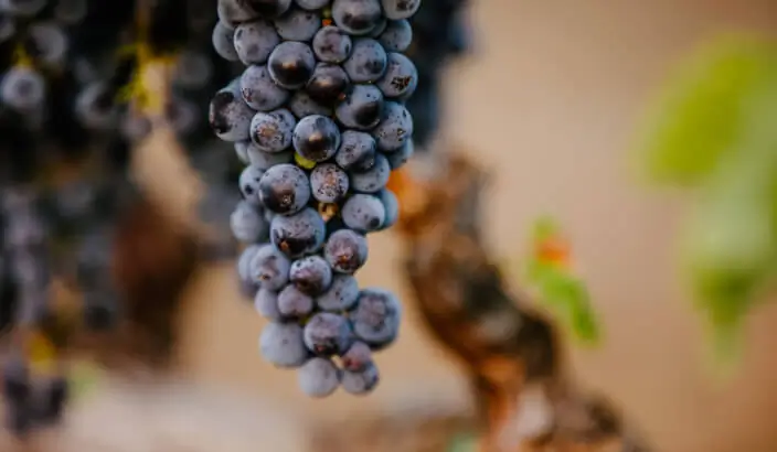 Grapes on the vine