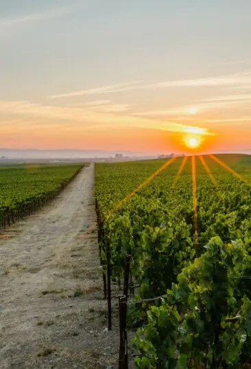 picture of a vineyard