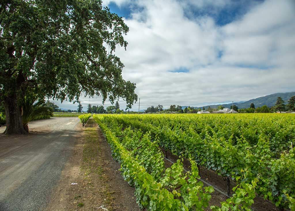 Stice Lane vineyard