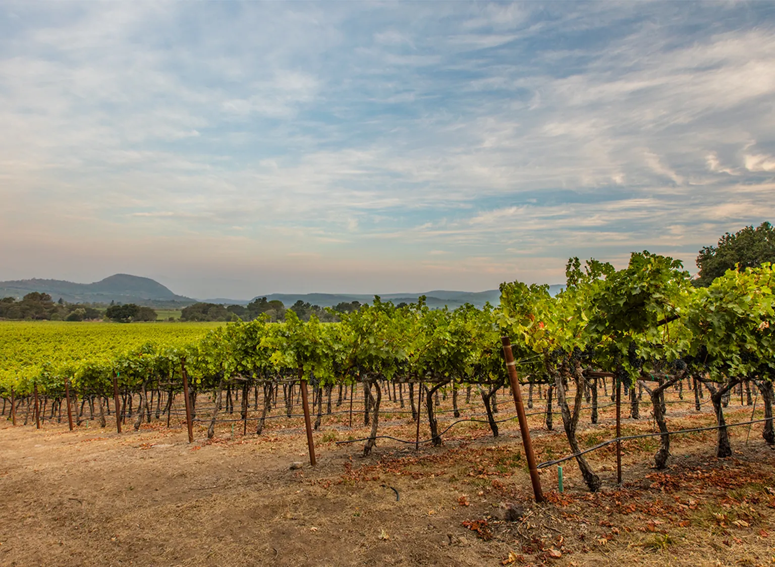 Atlas Peak Vineyard